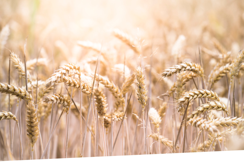 defeat the wheat